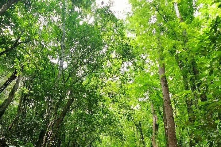 Bohol Countryside Tour till Chocolate Hills och Loboc River