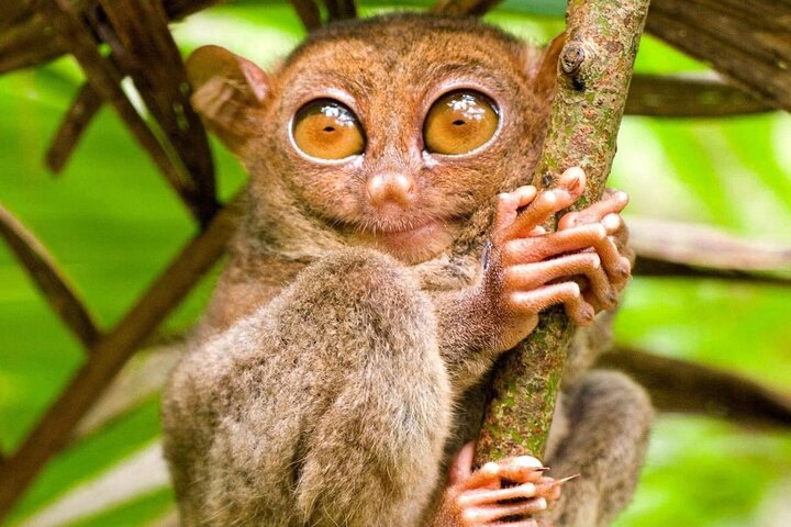 Bohol Countryside Tour till Chocolate Hills och Loboc River