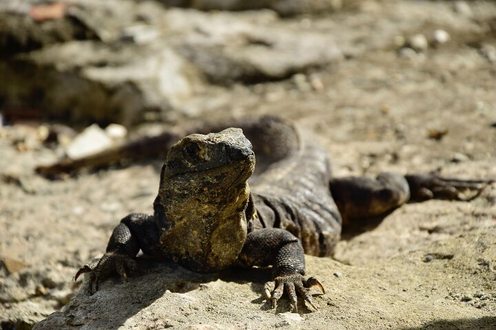 Tulum Ruinen, Schildkröten in Akumal und Cenote Tour