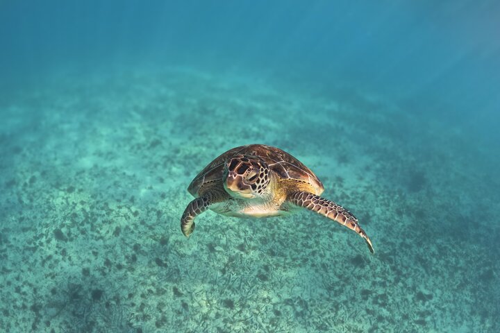 Tulum Ruinen, Schildkröten in Akumal und Cenote Tour