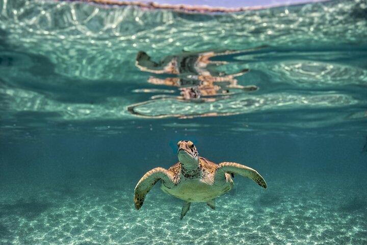 Tulum Ruinen, Schildkröten in Akumal und Cenote Tour