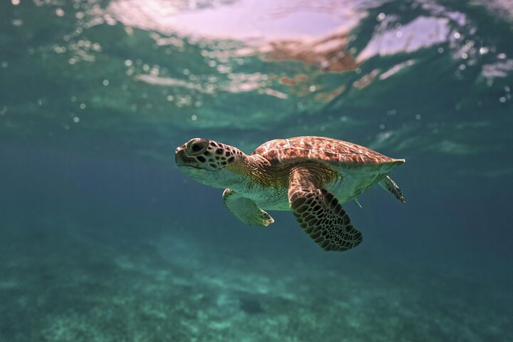 Tulum Ruinen, Schildkröten in Akumal und Cenote Tour