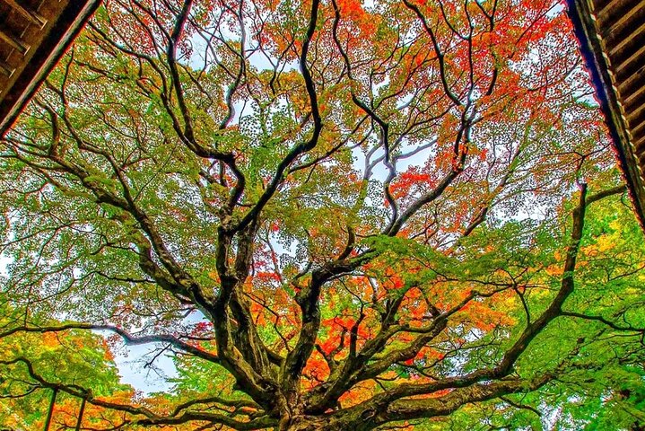 De Fukuoka Kyushu Itoshima Hidden Gems Day Tour