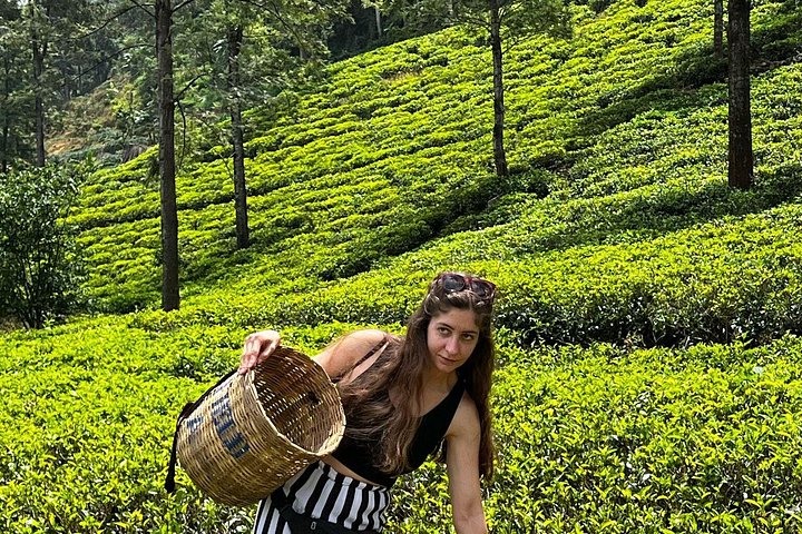Hoteller i nærheden af Kandy to Ella Scenic Road Trip and Train Ride Tour