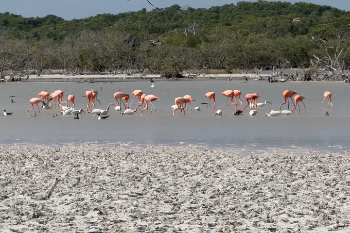 Rio Lagartos e Las Coloradas - Esperienza safari nella natura di 4 ore