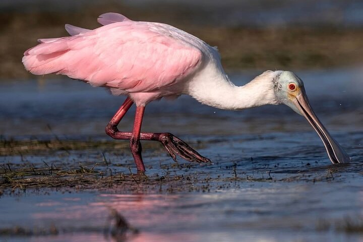 Rio Lagartos e Las Coloradas - Esperienza safari nella natura di 4 ore