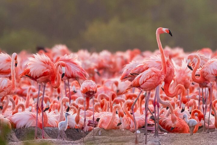 Rio Lagartos e Las Coloradas - Esperienza safari nella natura di 4 ore