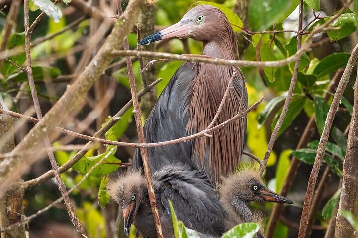 Rio Lagartos e Las Coloradas - Esperienza safari nella natura di 4 ore