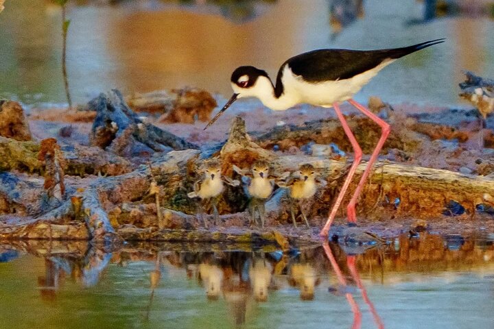 Rio Lagartos e Las Coloradas - Esperienza safari nella natura di 4 ore