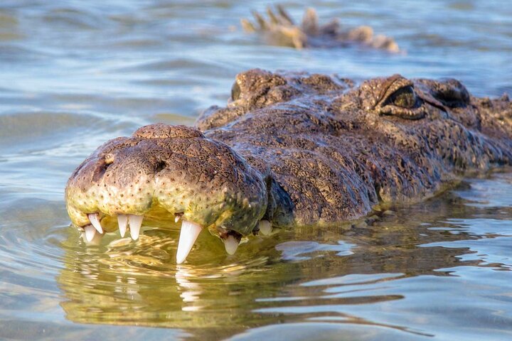 Rio Lagartos e Las Coloradas - Esperienza safari nella natura di 4 ore