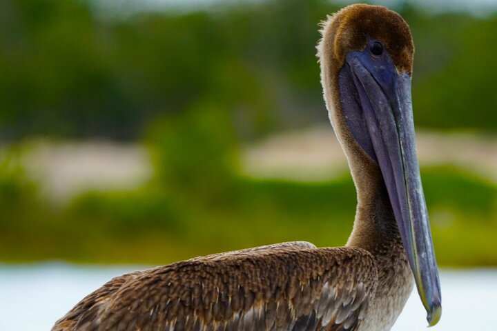 Rio Lagartos e Las Coloradas - Esperienza safari nella natura di 4 ore