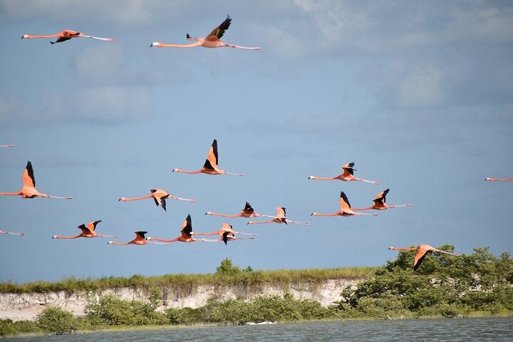 Rio Lagartos e Las Coloradas - Esperienza safari nella natura di 4 ore