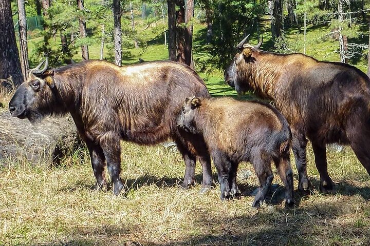 Privat 8 dagars bästa Bhutan Tour med exklusiv guide och bil