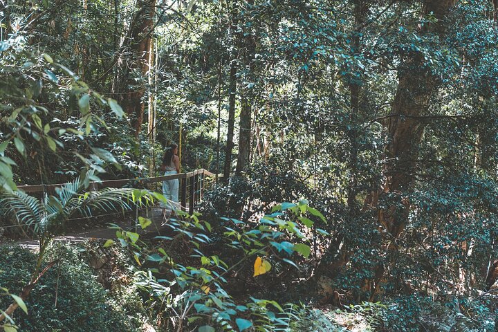 Springbrook andTamborine Rainforest Tour con ponte naturale e grotta dei vermi incandescenti