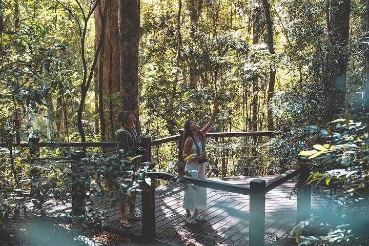 Springbrook andTamborine Rainforest Tour con ponte naturale e grotta dei vermi incandescenti
