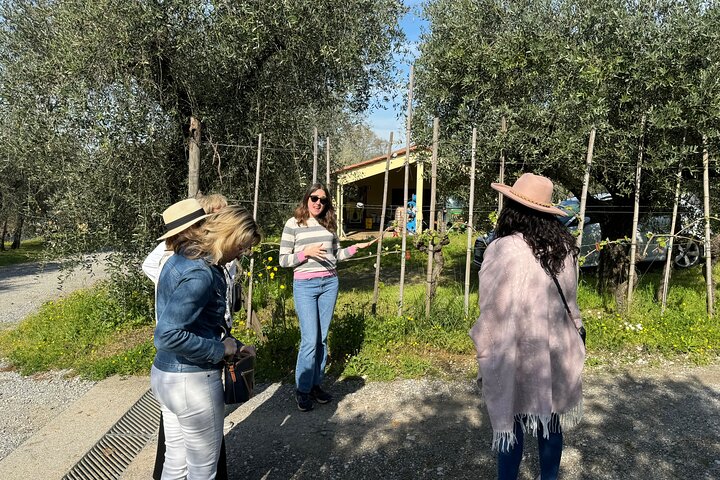 Privé wijntour door de magische heuvels van Lucca met een sommelier.