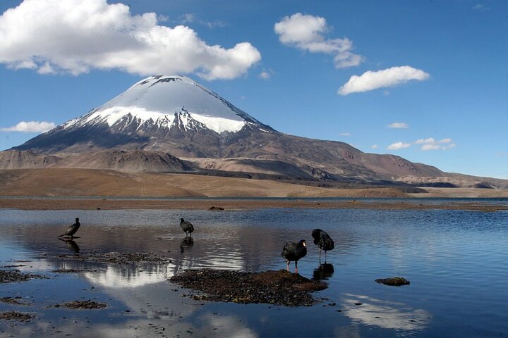 Visite du lac Chungará et du parc de Lauca au départ d'Arica avec déjeuner