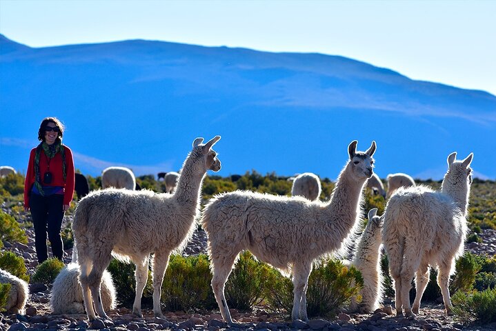 Visite du lac Chungará et du parc de Lauca au départ d'Arica avec déjeuner