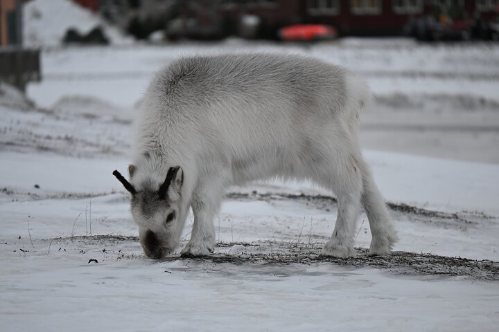 Explore the Legendary Town of Longyearbyen