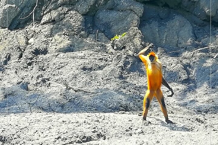 Tortuga Island, från Puntarenas, snorkling och lunch ingår!