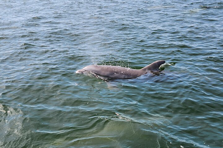 Hoteller i nærheden af Pensacola Beach Dolphin and Scenic Tour