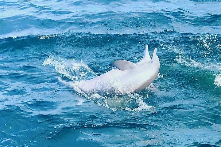 Hoteller i nærheden af Pensacola Beach Dolphin and Scenic Tour