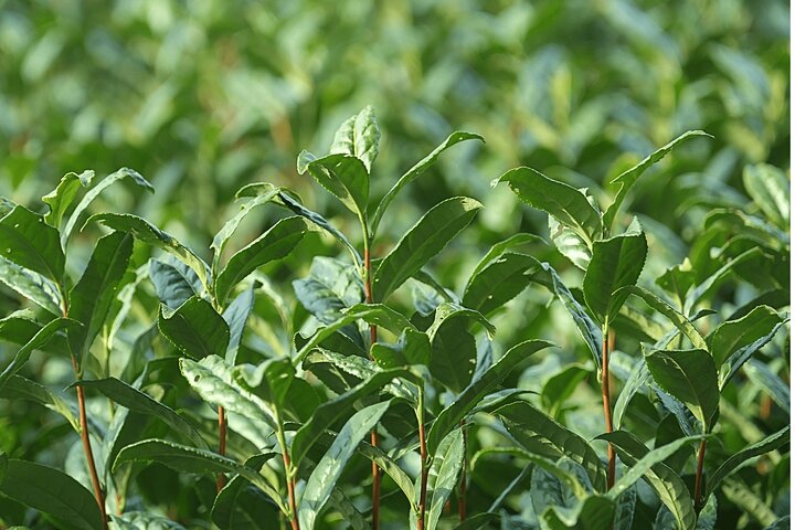 西尾ならではの抹茶体験: 抹茶ツアーと抹茶作り