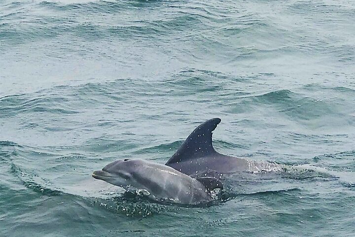 Hoteller i nærheden af Pensacola Beach Dolphin and Scenic Tour