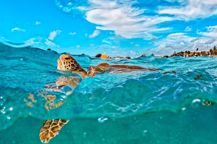 Halbtägige Meeresschildkröten- und Cenote-Schnorcheltour ab Cancun und Riviera Maya