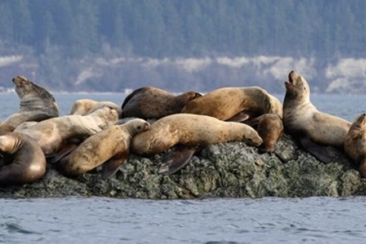 Hotell i nærheten av Port Townsend Wildlife Watching Boat Cruise