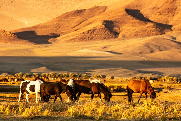 Scopri i Monti Altai 8 - Tour di un giorno in Mongolia occidentale