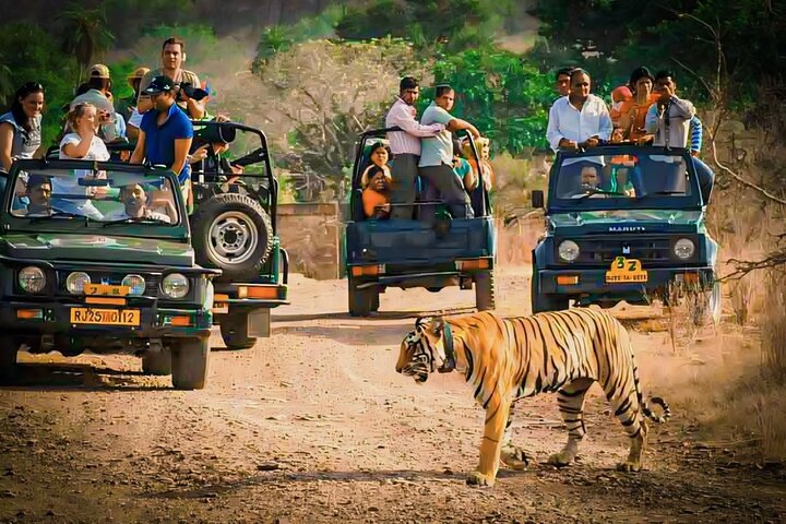 Ranthambore Tiger Safari | Gemeinsame Galopp-, Jeep- und Privatsafari