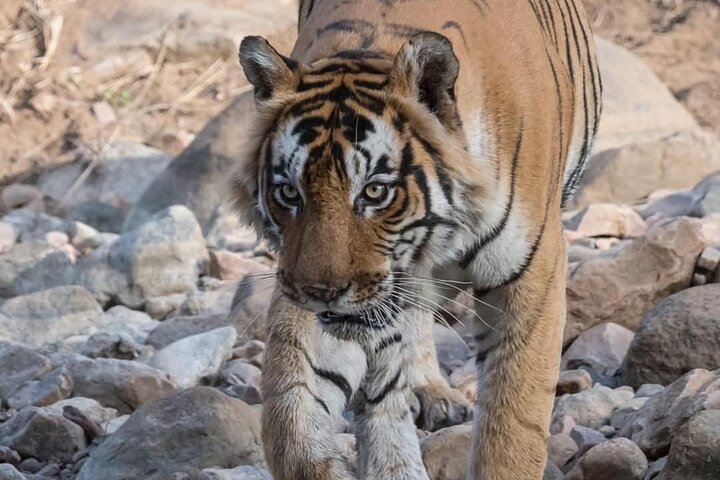 Ranthambore Tiger Safari | Gemeinsame Galopp-, Jeep- und Privatsafari