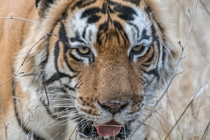 Ranthambore Tiger Safari | Gemeinsame Galopp-, Jeep- und Privatsafari