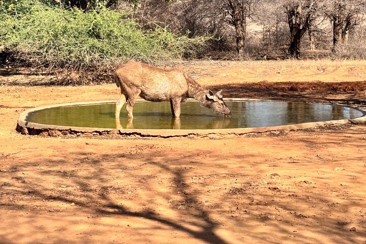 Ranthambore Tiger Safari | Gemeinsame Galopp-, Jeep- und Privatsafari