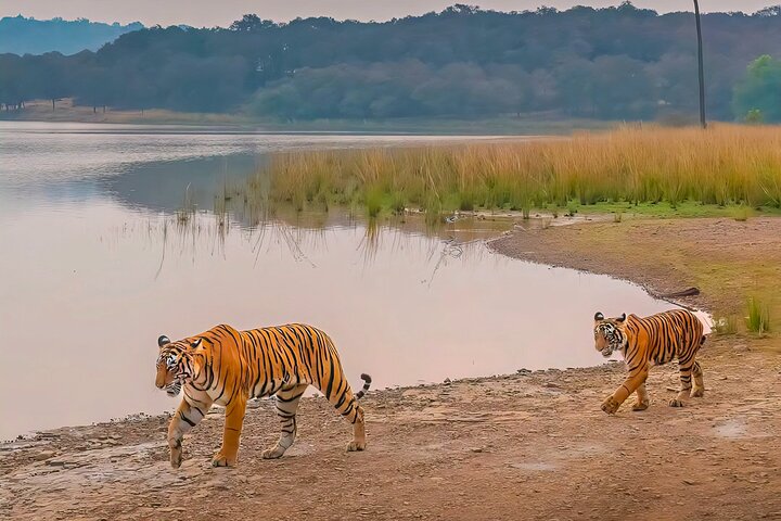 Ranthambore Tiger Safari | Gemeinsame Galopp-, Jeep- und Privatsafari