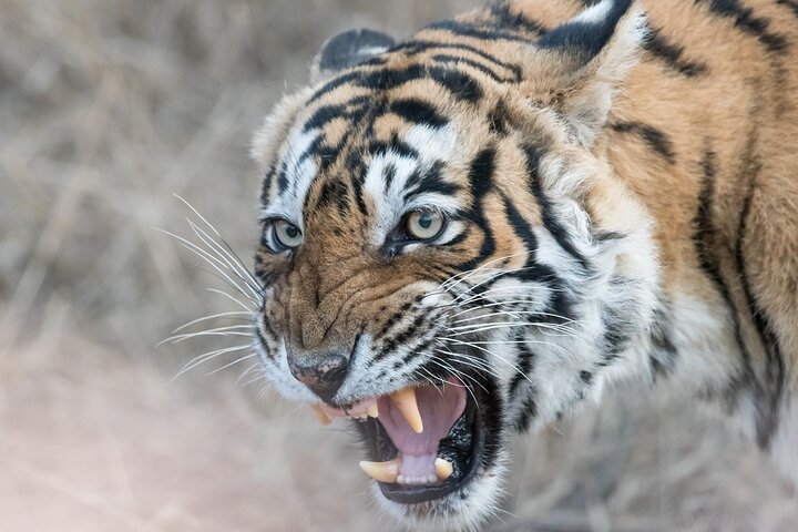 Ranthambore Tiger Safari | Gemeinsame Galopp-, Jeep- und Privatsafari
