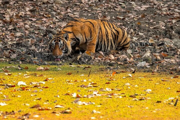 Ranthambore Tiger Safari | Gemeinsame Galopp-, Jeep- und Privatsafari