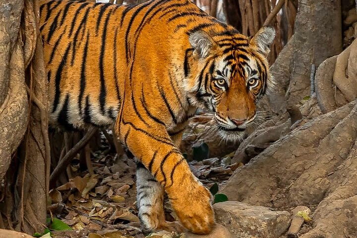 Ranthambore Tiger Safari | Gemeinsame Galopp-, Jeep- und Privatsafari