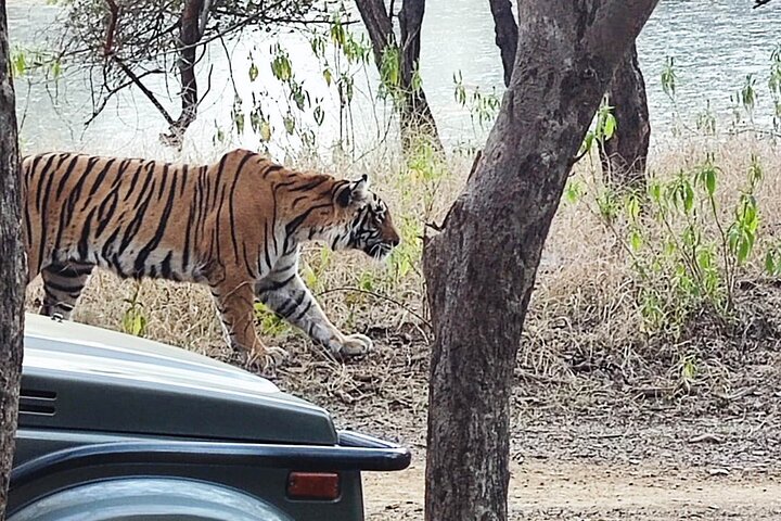 Ranthambore Tiger Safari | Gemeinsame Galopp-, Jeep- und Privatsafari