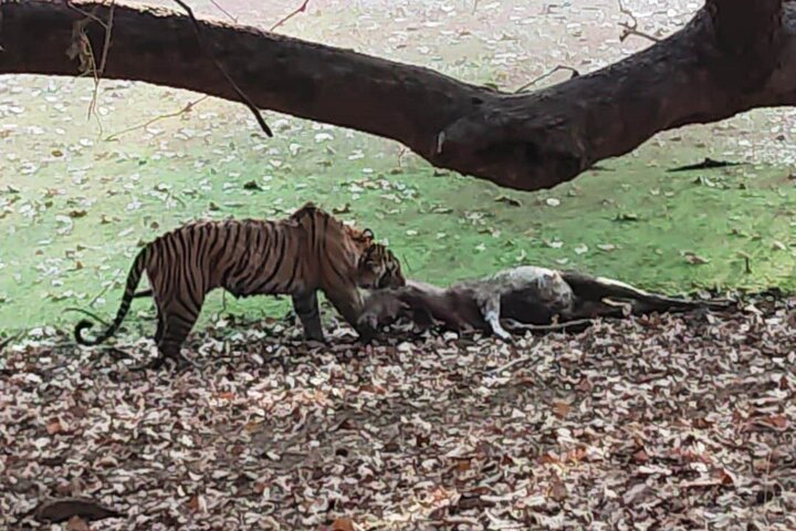 Ranthambore Tiger Safari | Gemeinsame Galopp-, Jeep- und Privatsafari