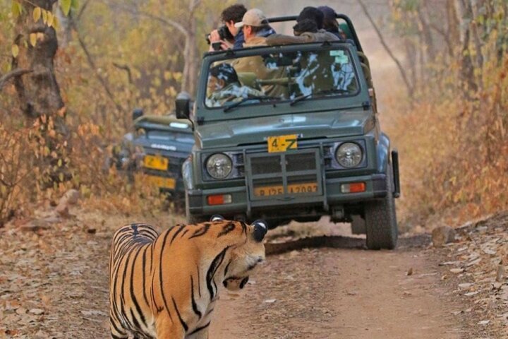 Ranthambore Tiger Safari | Gemeinsame Galopp-, Jeep- und Privatsafari