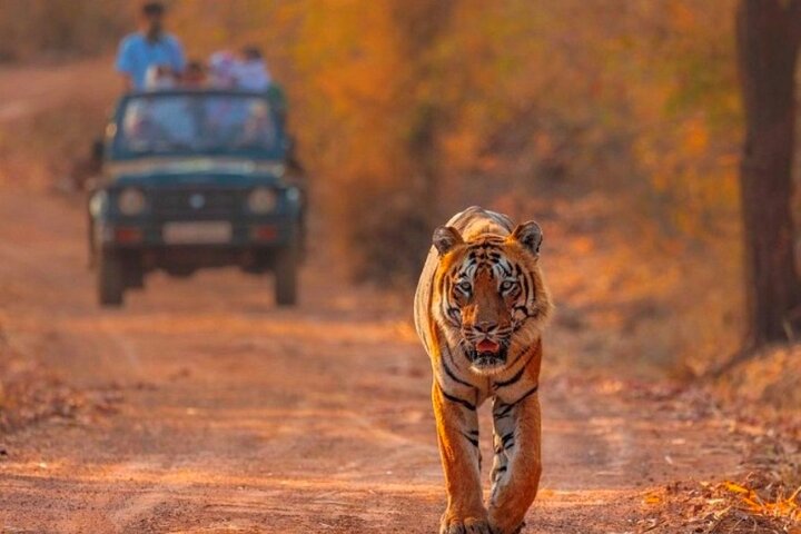 Ranthambore Tiger Safari | Gemeinsame Galopp-, Jeep- und Privatsafari
