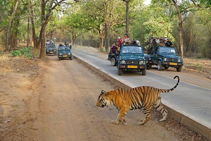 Ranthambore Tiger Safari | Gemeinsame Galopp-, Jeep- und Privatsafari