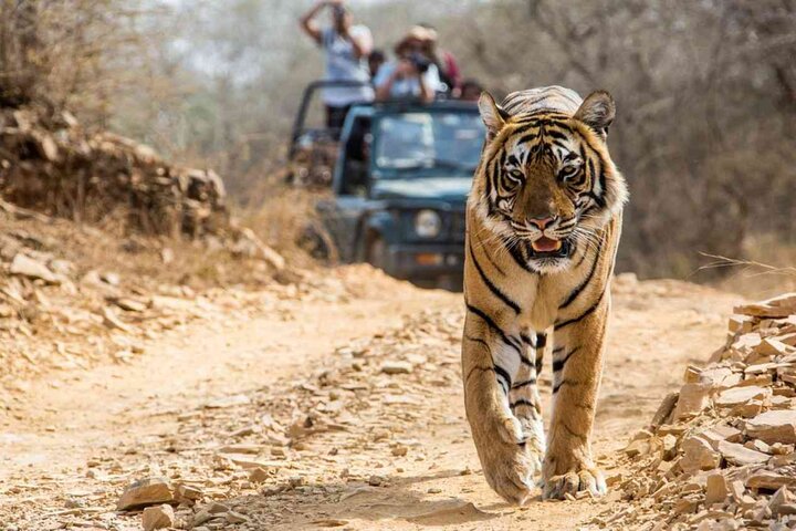 Ranthambore Tiger Safari | Gemeinsame Galopp-, Jeep- und Privatsafari
