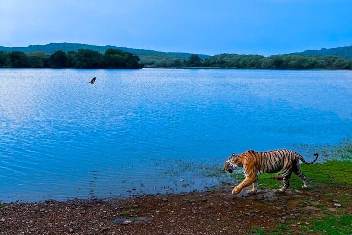 Ranthambore Tiger Safari | Gemeinsame Galopp-, Jeep- und Privatsafari