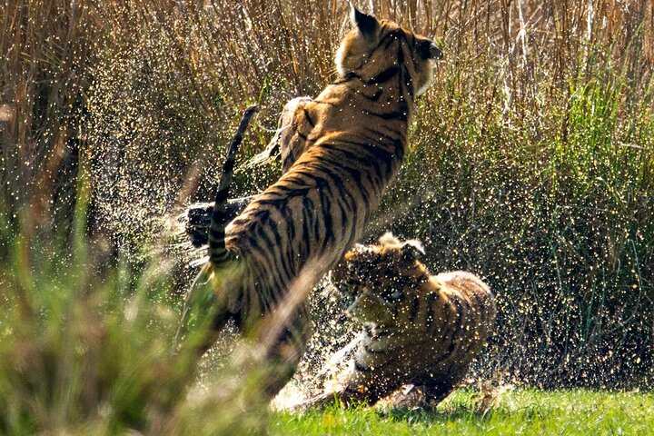Ranthambore Tiger Safari | Gemeinsame Galopp-, Jeep- und Privatsafari