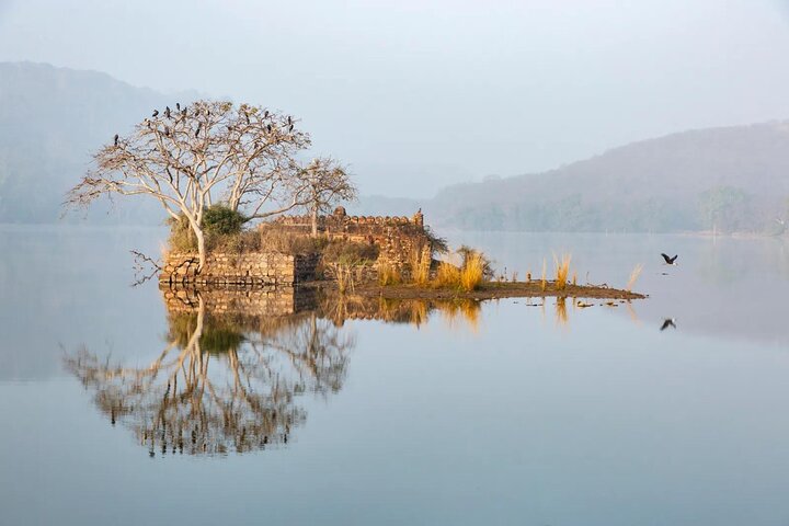 Ranthambore Tiger Safari | Gemeinsame Galopp-, Jeep- und Privatsafari