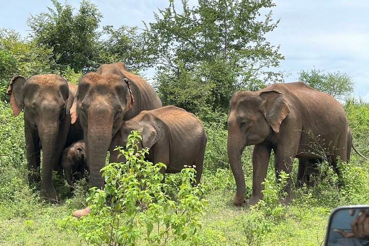 Udawalawe Safari com Hotel Pick-up e todos os transportes - Tour Privado