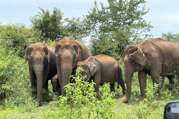 Udawalawe Safari com Hotel Pick-up e todos os transportes - Tour Privado